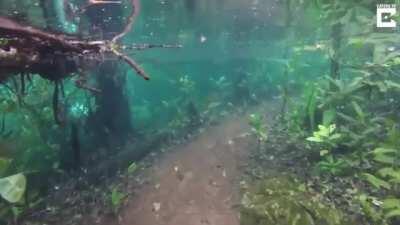 Nature path submerged underwater after heavy rainfall.