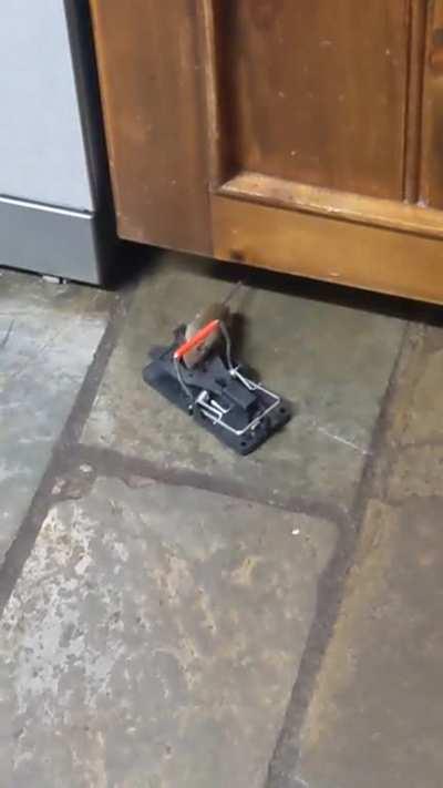 Cheeky fat little mouse