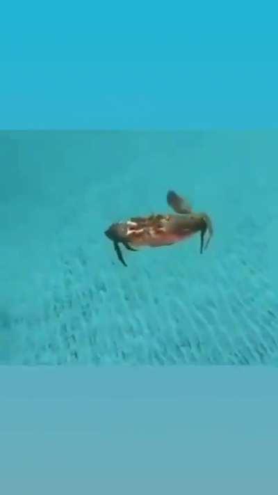 Who knew a crab could do this? WOW!