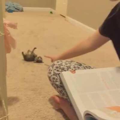 tinny kitten falling