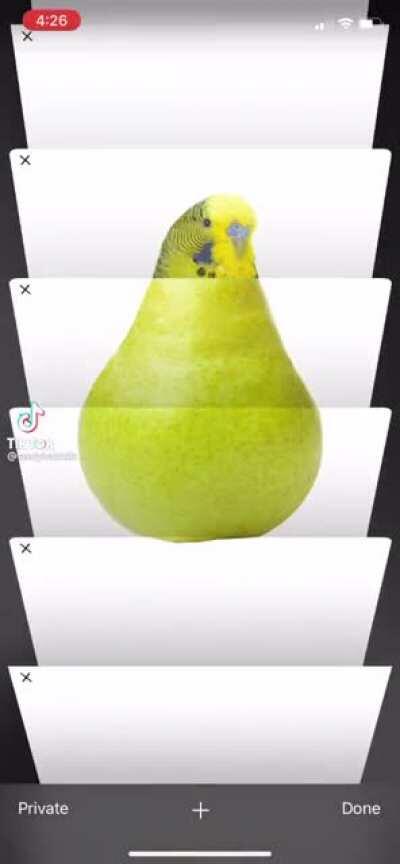 budgie but it’s a pear