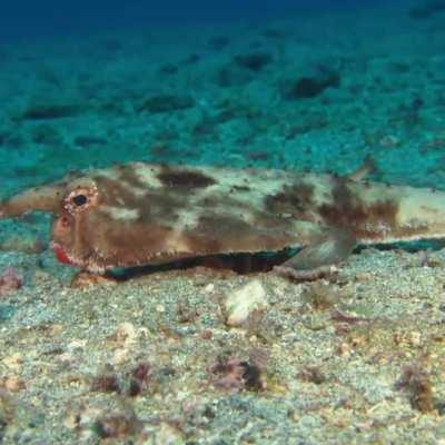 The red-lipped batfish is a fish of unusual morphology found around the Galapagos Islands and off Peru at depths of 3 to 76 m (10 to 249 ft). Red-lipped batfish are closely related to rosy-lipped batfish (Ogcocephalus porrectus), which are found near Coco