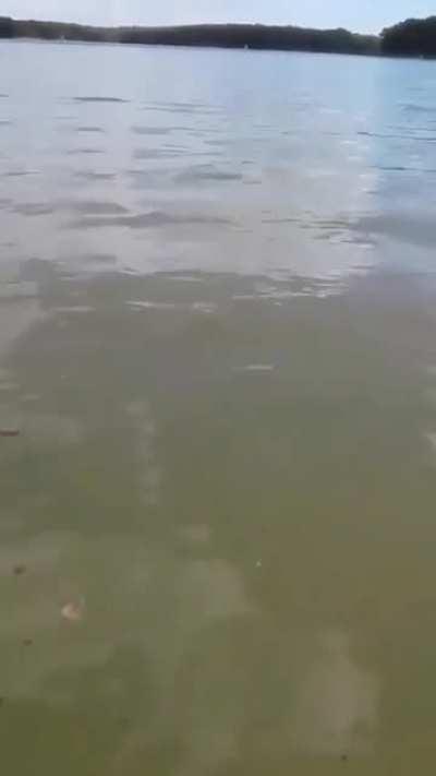 Dog catches a delicious bass