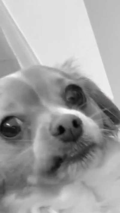 He was convinced my wife had treats in her hand.