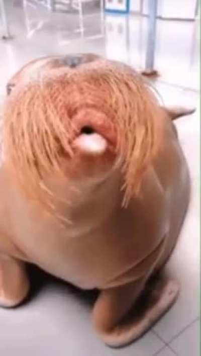 Curiosidade do dia, morsas sabem assobiar