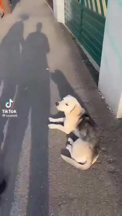 Guy tries to pat dog...