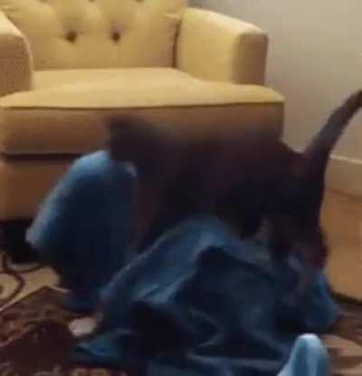 The purrfect ambush to bamboozle a doggo