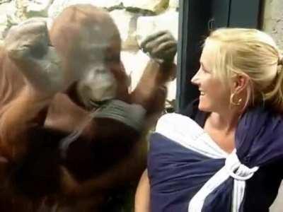 Orangutan wants to see the baby