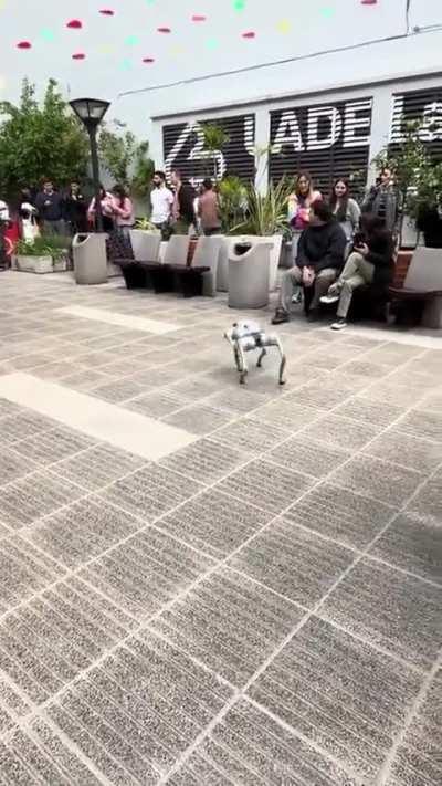 En la UTN tenemos perros de verdad