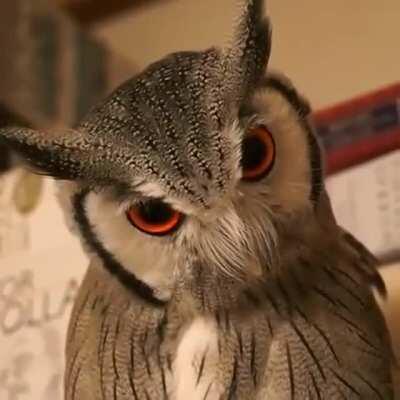 Combat mode activated