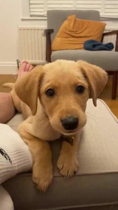 Watch out he is gonna bite you