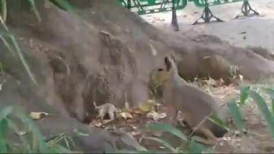 Mamá Mara Patagónica con sus bebés en el Ecoparque
