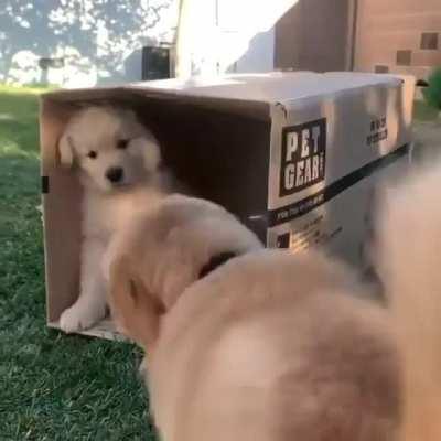 First meeting between new step brothers