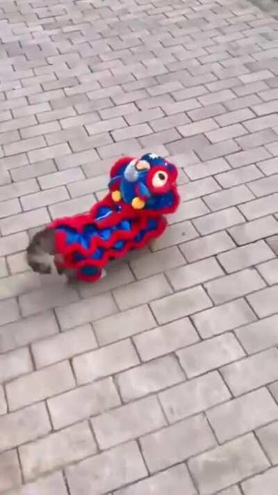 Celebrating the Lunar New Year