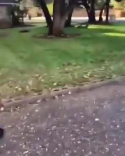 Scooter (sry if repost)