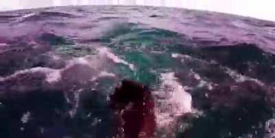 Diver narrowly avoids getting eaten by a shark