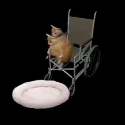 Gato en silla de ruedas se cae brutalmente