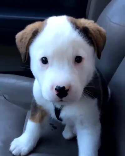 Puppy getting mad at his own hiccups..