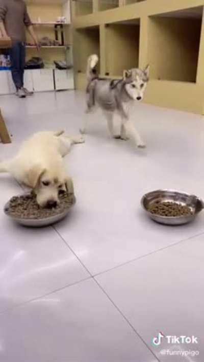 That's one hungry dog