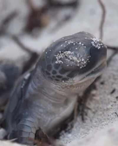🔥 This yawning baby turtle!