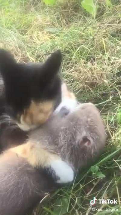 Calico cats are domestic cats of any breed with tri-color coats, typically with white, black and orange pelage. Because the genetic determination of coat colors in calico cats is linked to the X chromosome, calicos are nearly always female. This calico ca