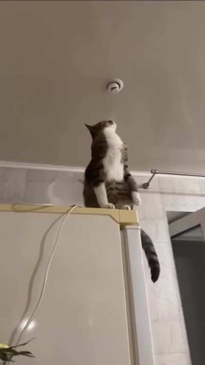 Don’t worry, human… this won’t take long. Just pay me in treats