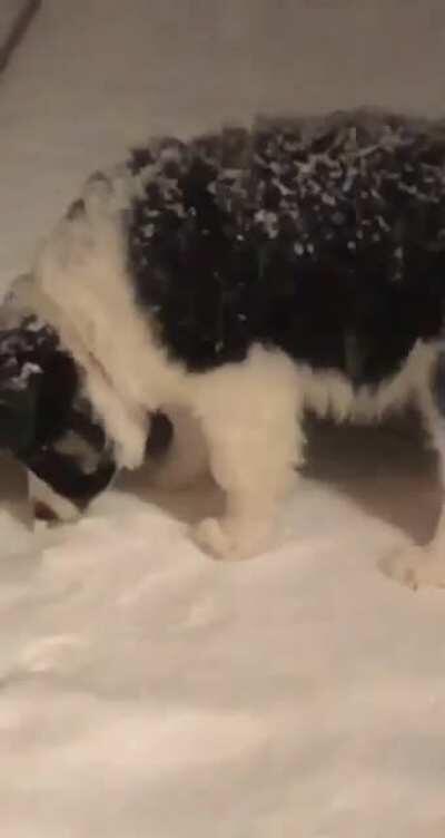 Check out this baby panda!