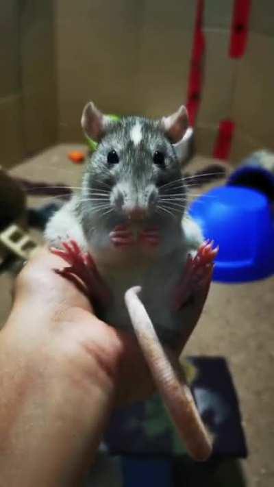 Donuts Gerber Puff munching grabbies!