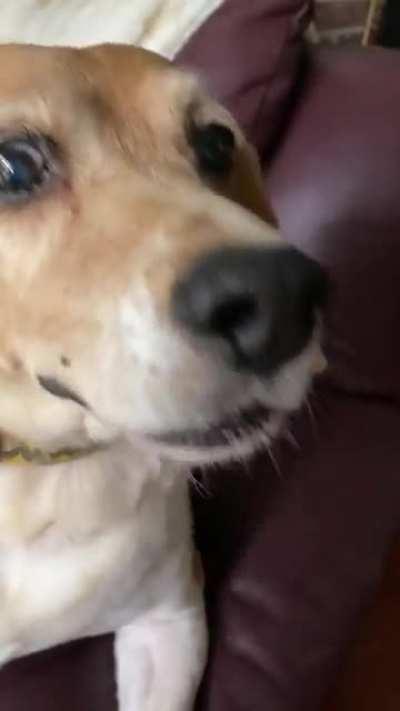 When I don’t pet him he yells at me