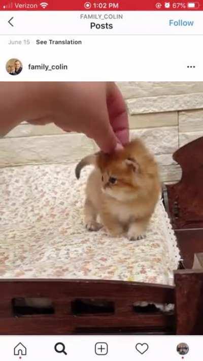 tiny tickles for the tiny dumb baby