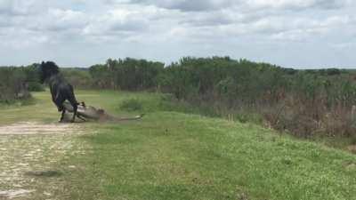 Horse attacks an Alligator basking in the sun