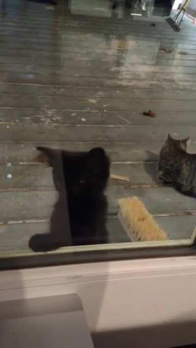 My kitten watching kitten videos on Youtube