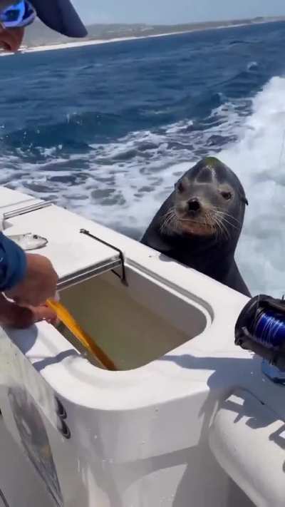 Bro is not ready to take a small one, negotiating for a big fish.