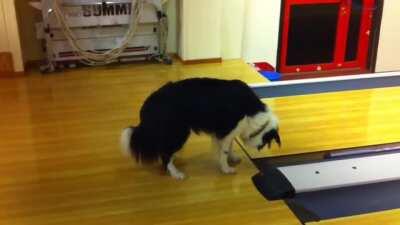 Crazy dog in bowling alley
