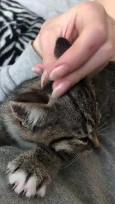 This is my cat Cleo when she was a baby, her yell didn’t improve when she got older.