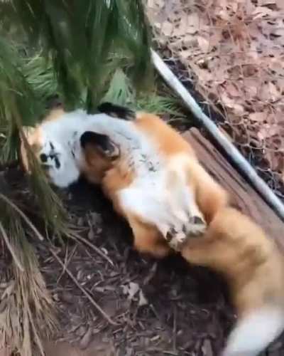 The fox's joyfulness when the rescuer is back home 🦊
