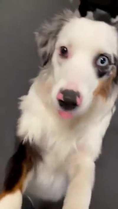 dogs reacting to their names