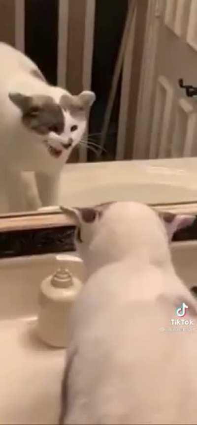 I’ve never seen someone hate their reflection that much -