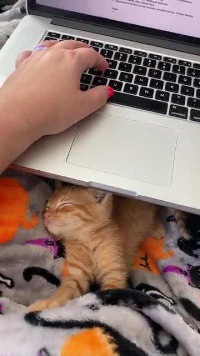 Archie doesn’t have the brain cell. Such a smol boy. This is my life now 😂