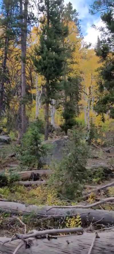 They're trying to get the chipmunk 🐿