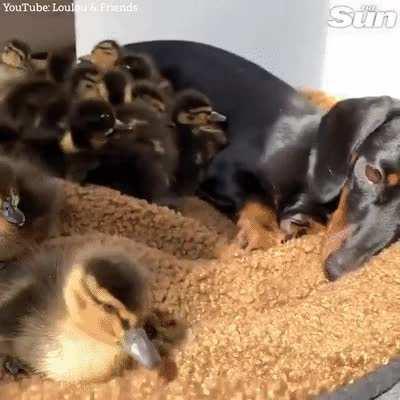 This gentle and sweet dachshund called Loulou has a play date with 18 cute ducklings