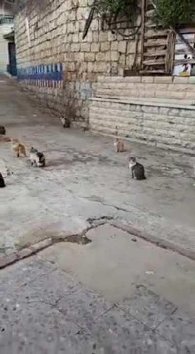 If i were a cat i would listen to him