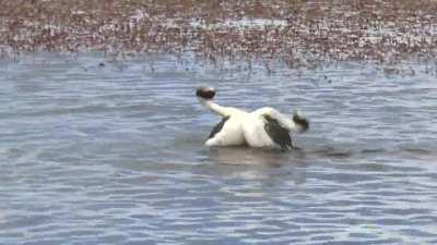 Hooded Grebe Courtship Dance! 📯🕺💃