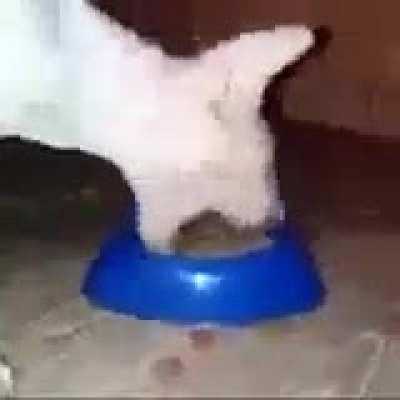Just a cat eating