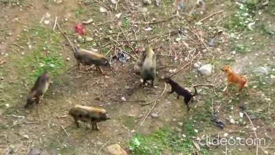 Feral pig gets attacked by feral dogs and is then killed by its own family