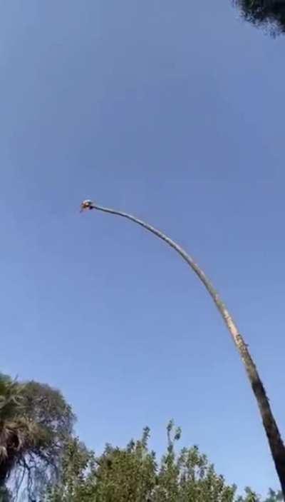 Cutting down an enormous palm tree