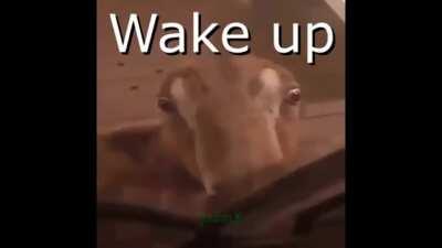 my humor has been degraded