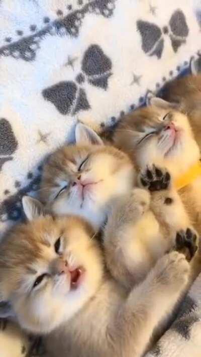 There's always one that just won't sleep