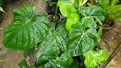 Had to put some effort in - first post on r/plants - be gentle please