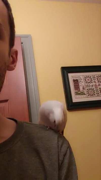 My cockatiel loves to sit on my shoulder while I brush my teeth and mimic the sound of my Toothbrush